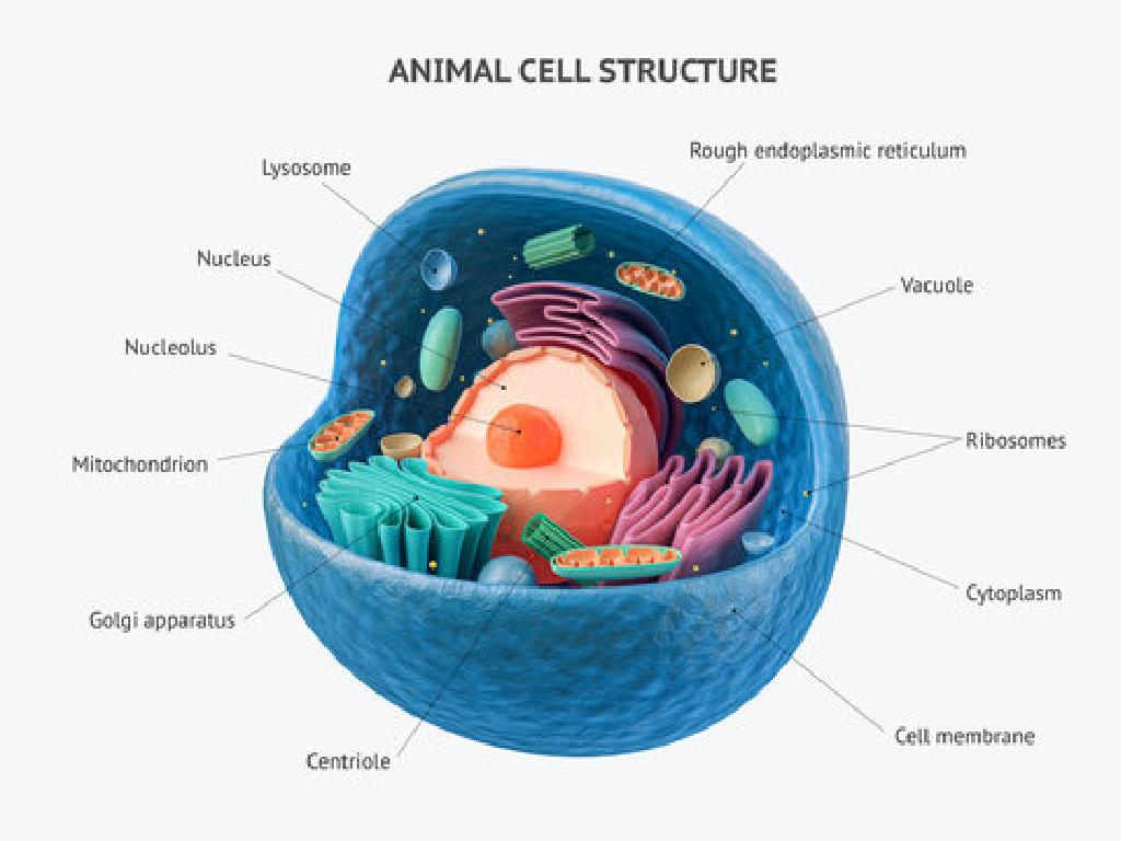 labeled animal cell organelles