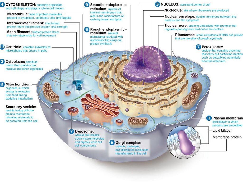 animal cell organelles