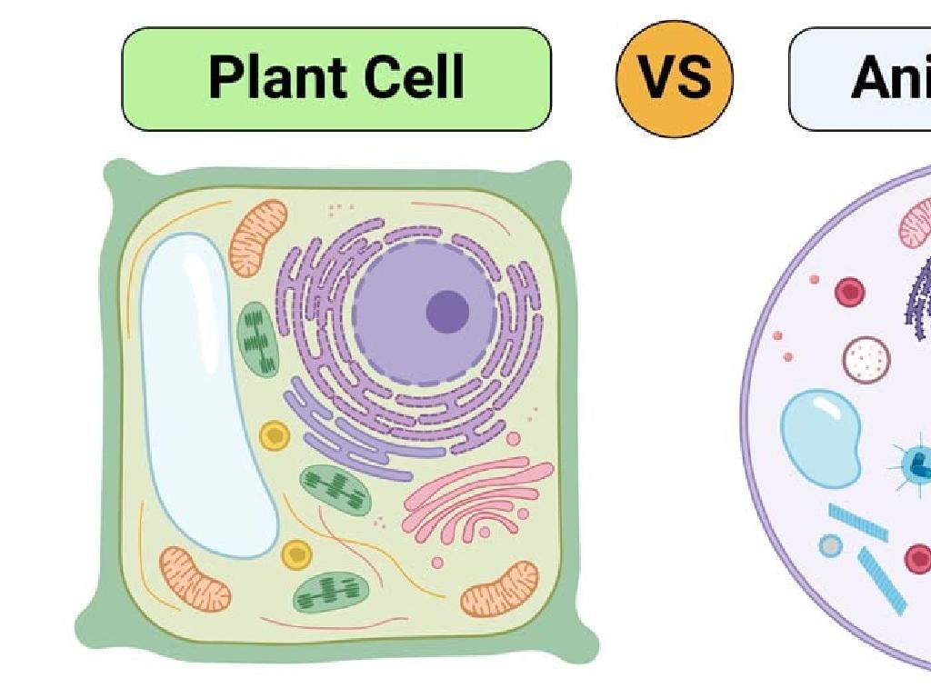 plant cell animal cell