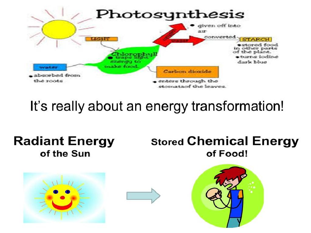 photosynthesis energy transformation