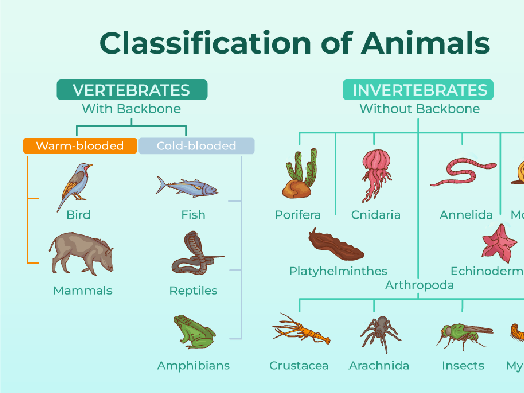 animal classification chart