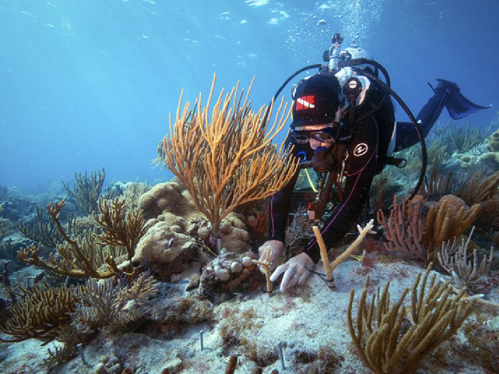 underwater diver corals