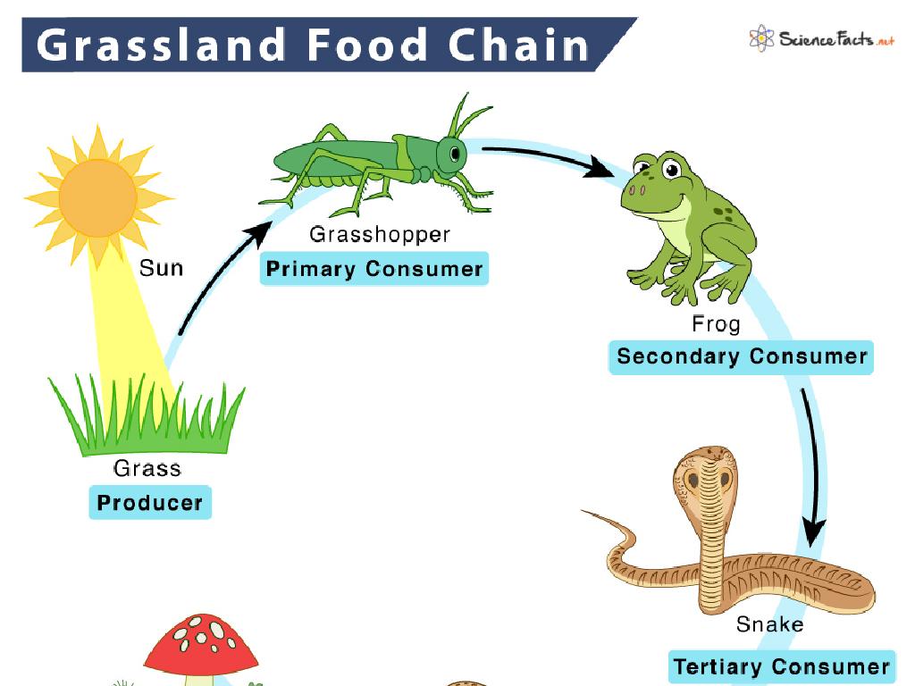 grassland food chain