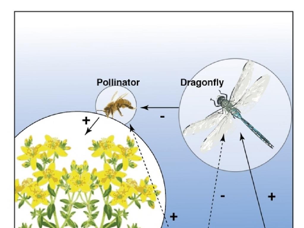 pollinator dragonfly flowers