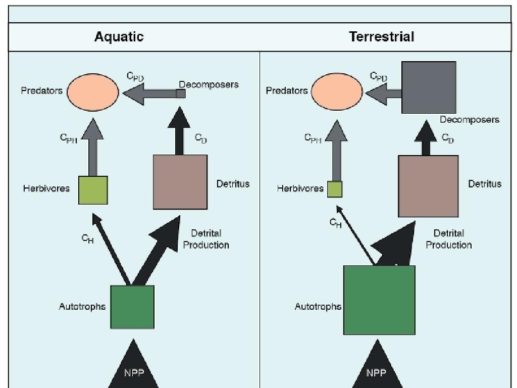 aquatic terrestrial ecosystems