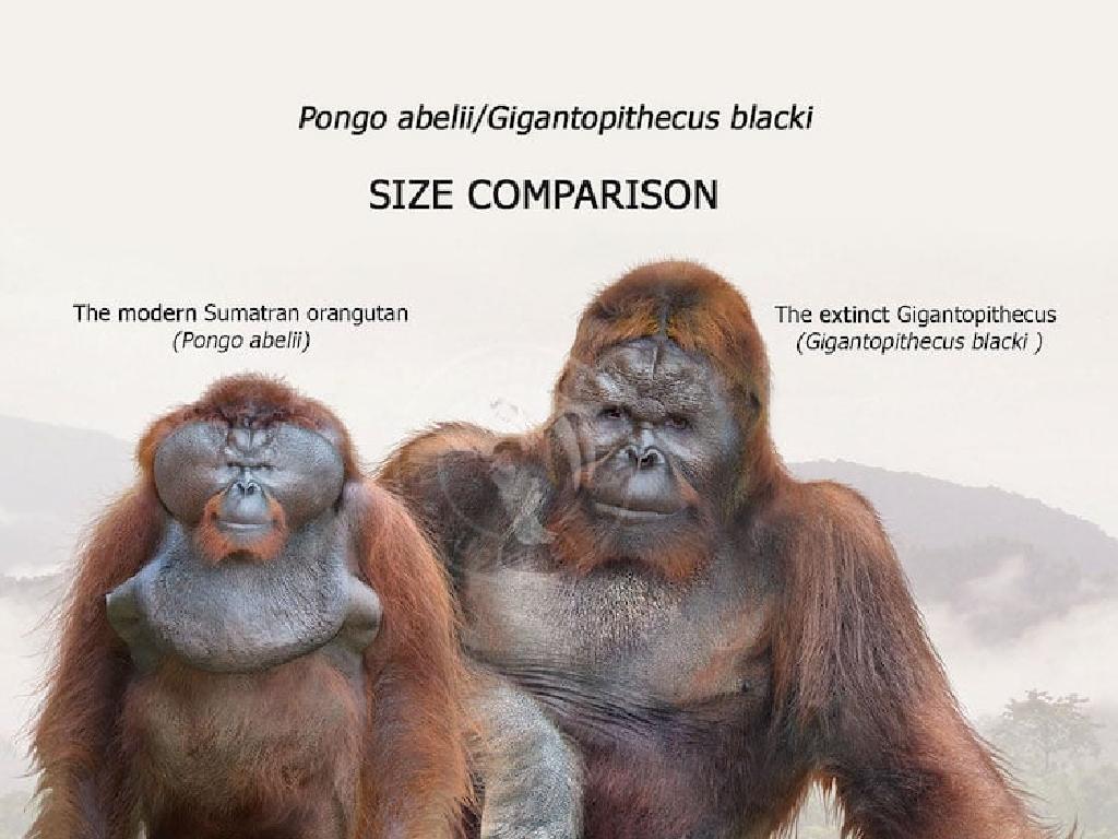 sumatran orangutan gigantopithecus