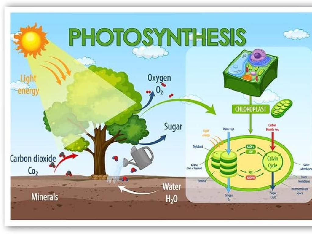 photosynthesis process plants