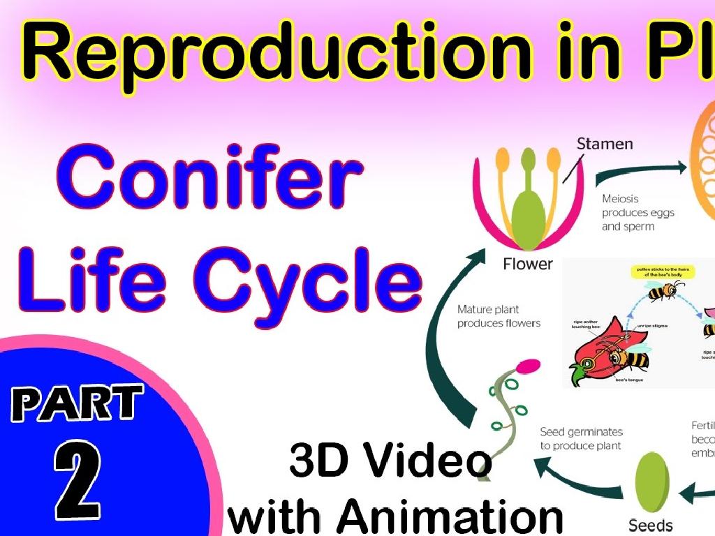 conifer life cycle