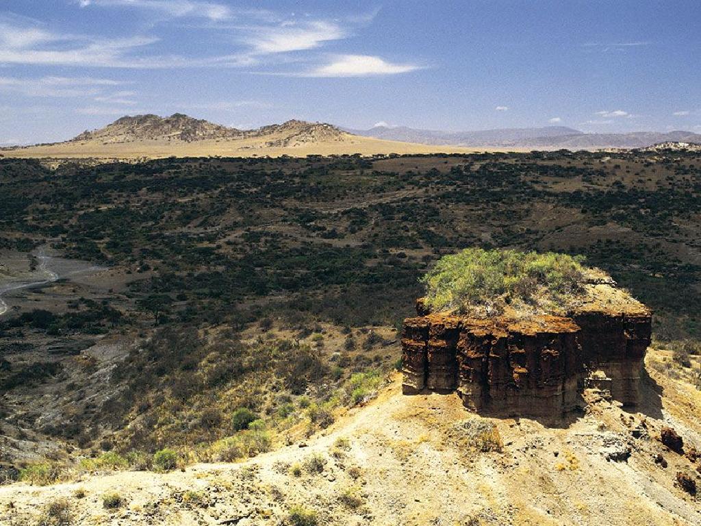 desert rock vegetation