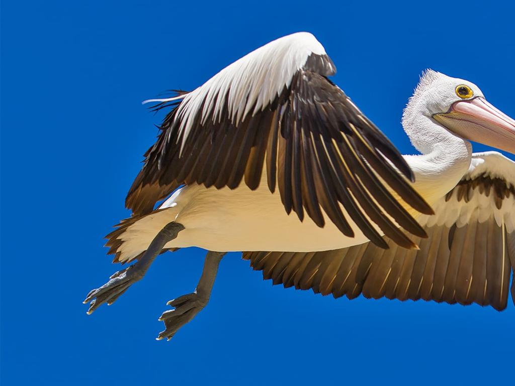 pelican flying sky