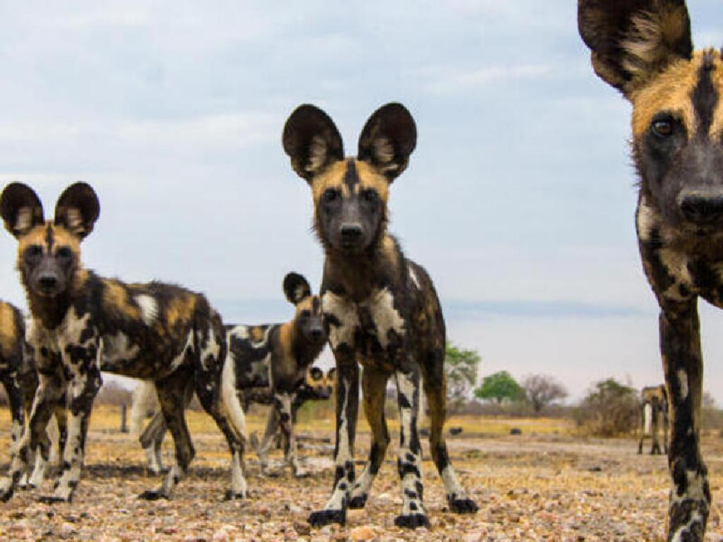 african wild dogs savannah