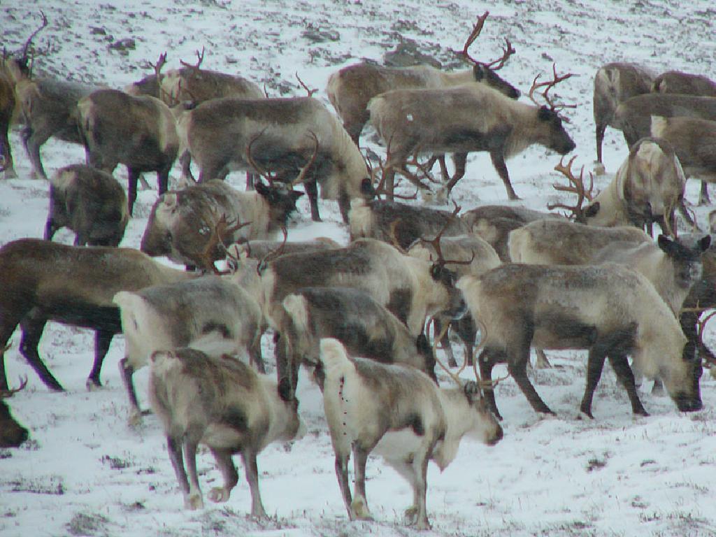 snowy reindeer herd