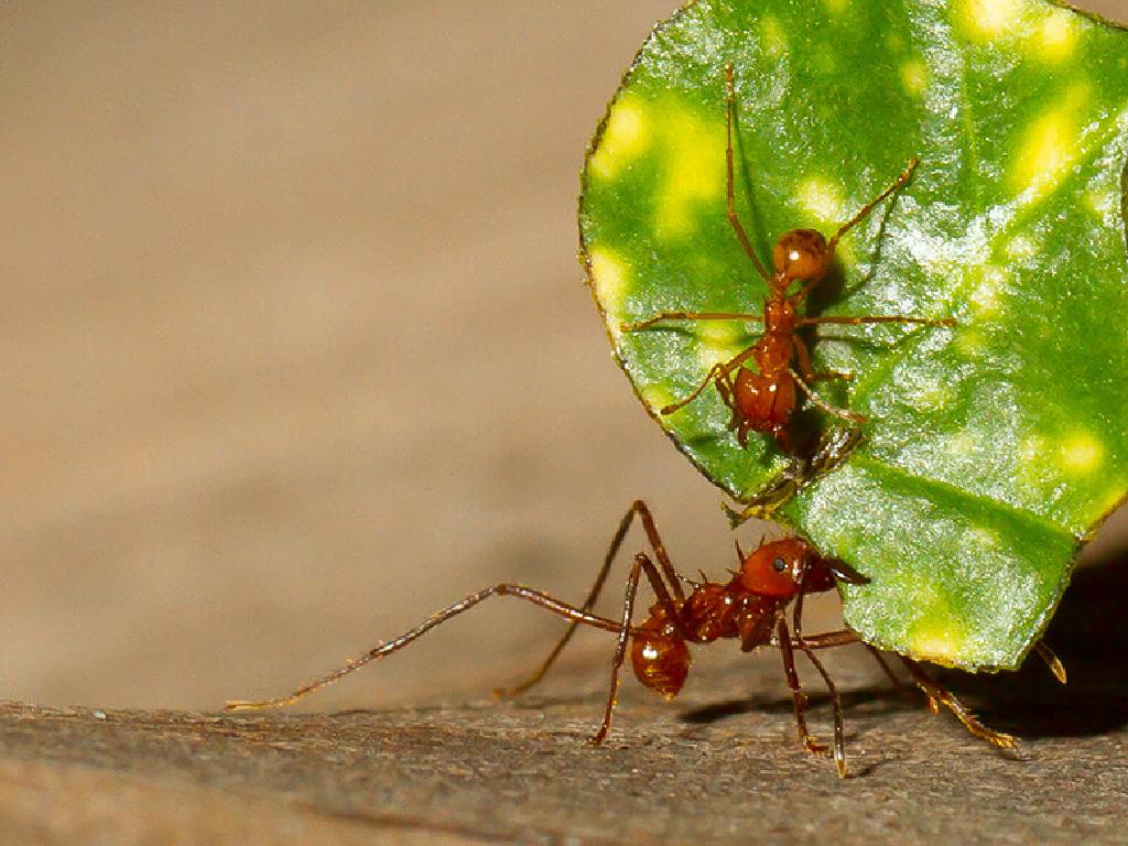 red ants leaf carrying