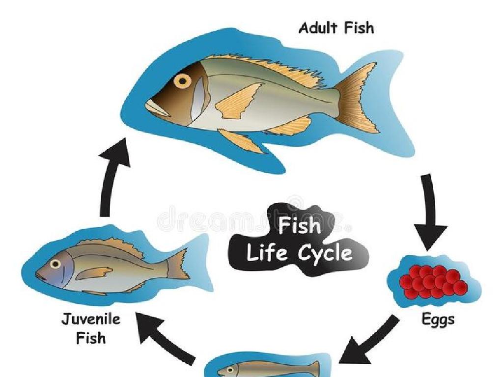 fish life cycle stages