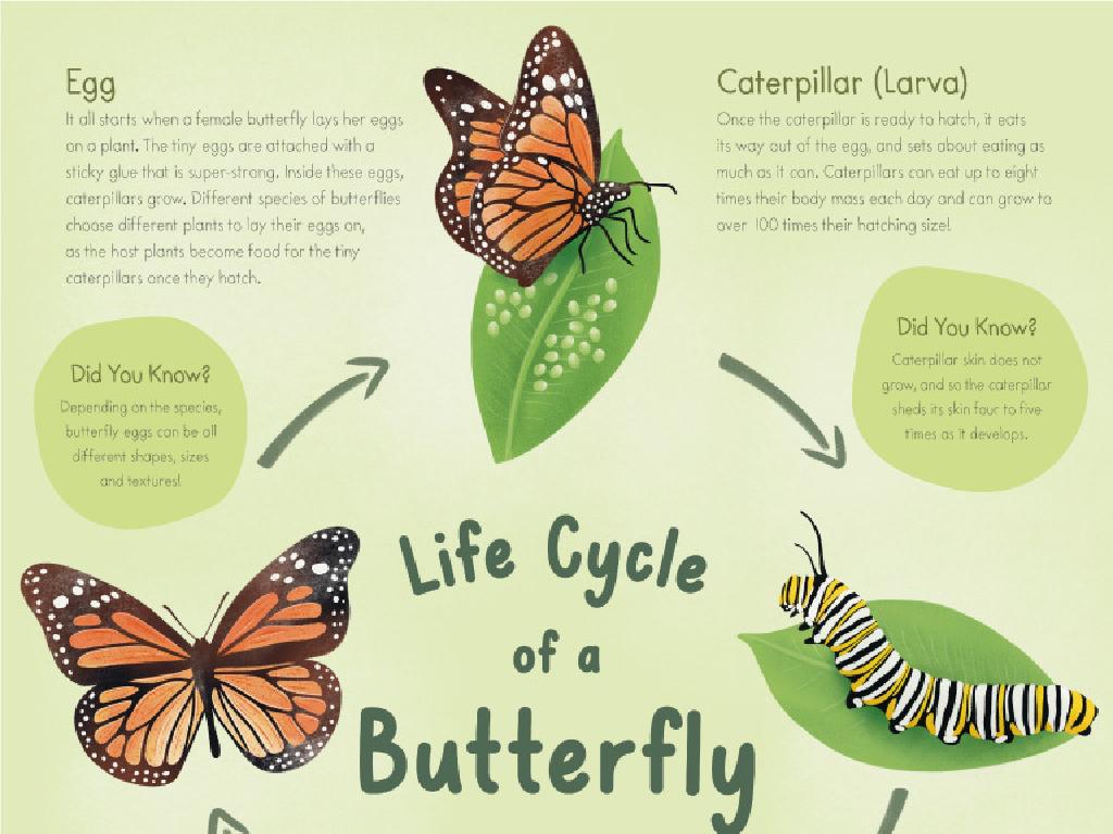 butterfly life cycle