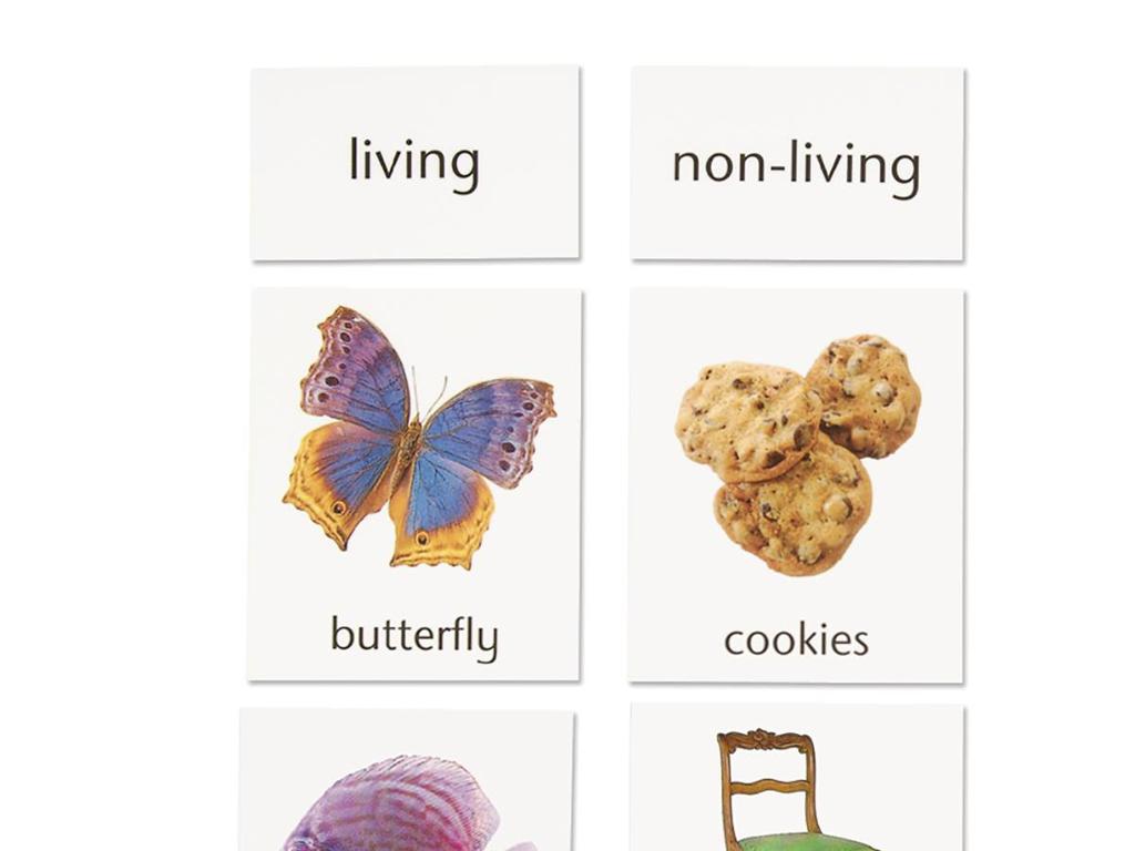 butterfly cookie flashcards