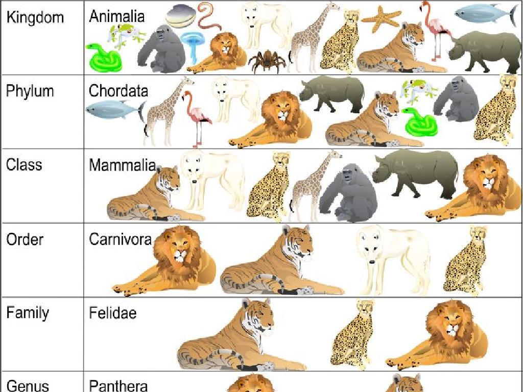 animal classification chart