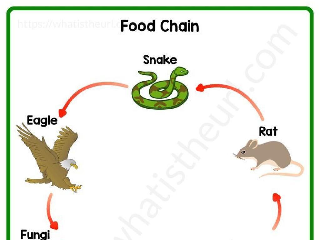 eagle snake rat fungi