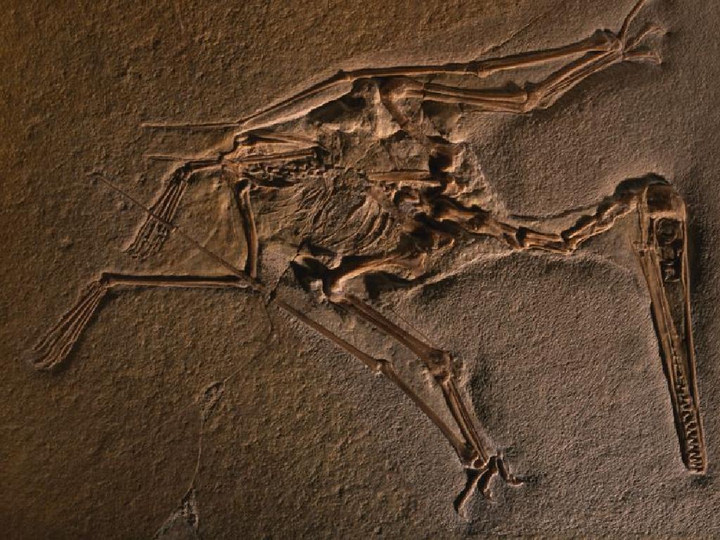 prehistoric bird fossil