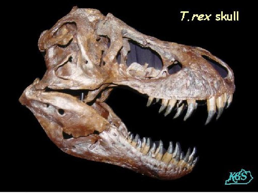 t rex skull teeth