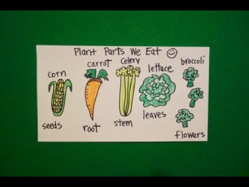 corn carrot celery lettuce