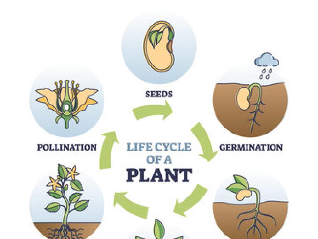 plant growth stages